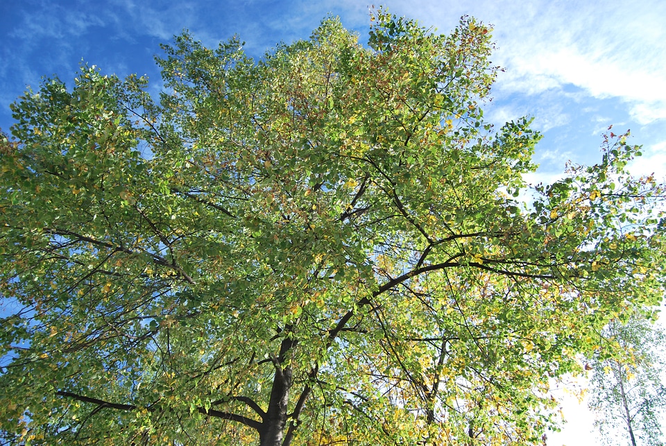 Tree sunny spring
