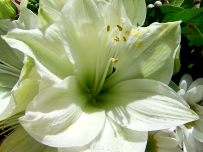 Flower, White, Plant, Lily photo