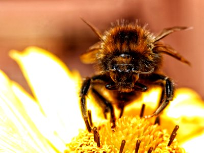Insect, Honey Bee, Bee, Bumblebee photo