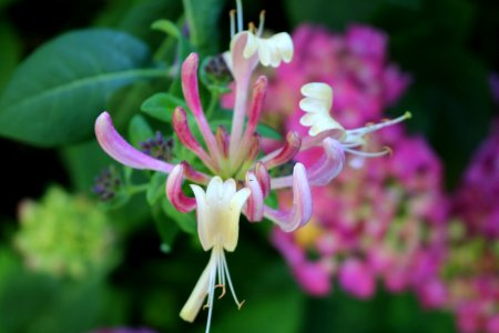 Flower, Plant, Flora, Honeysuckle