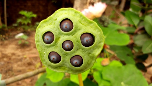 Leaf, Flora, Plant, Organism
