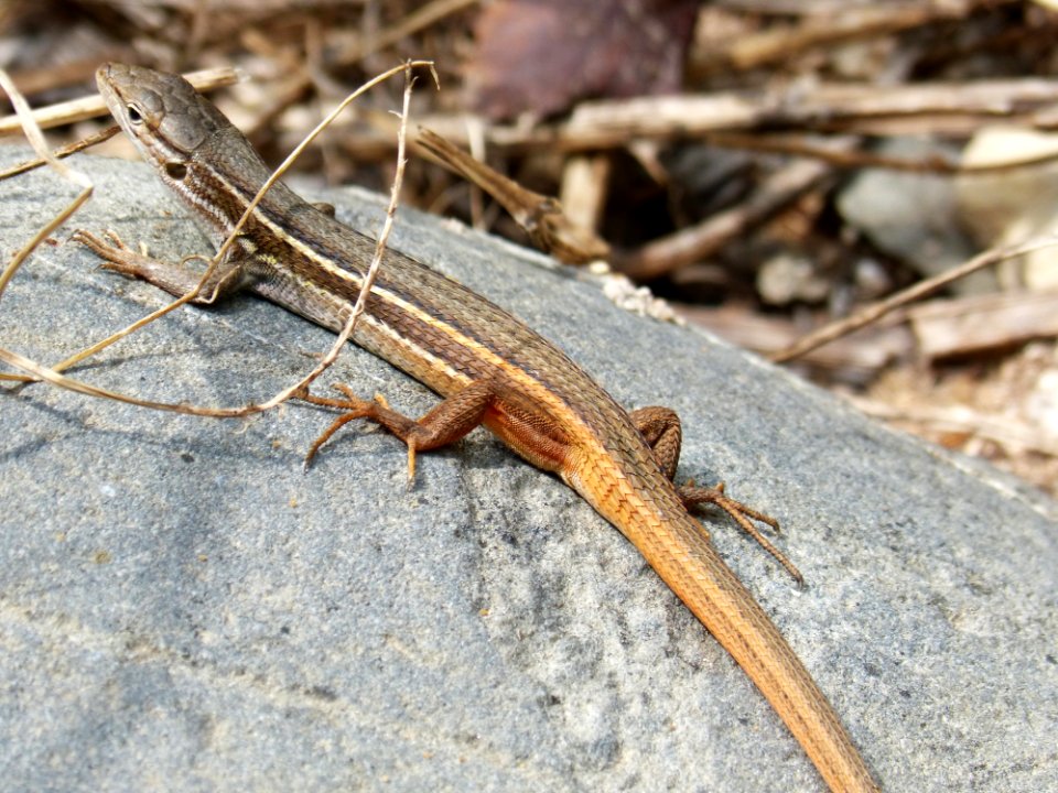 Reptile, Lizard, Scaled Reptile, Lacertidae