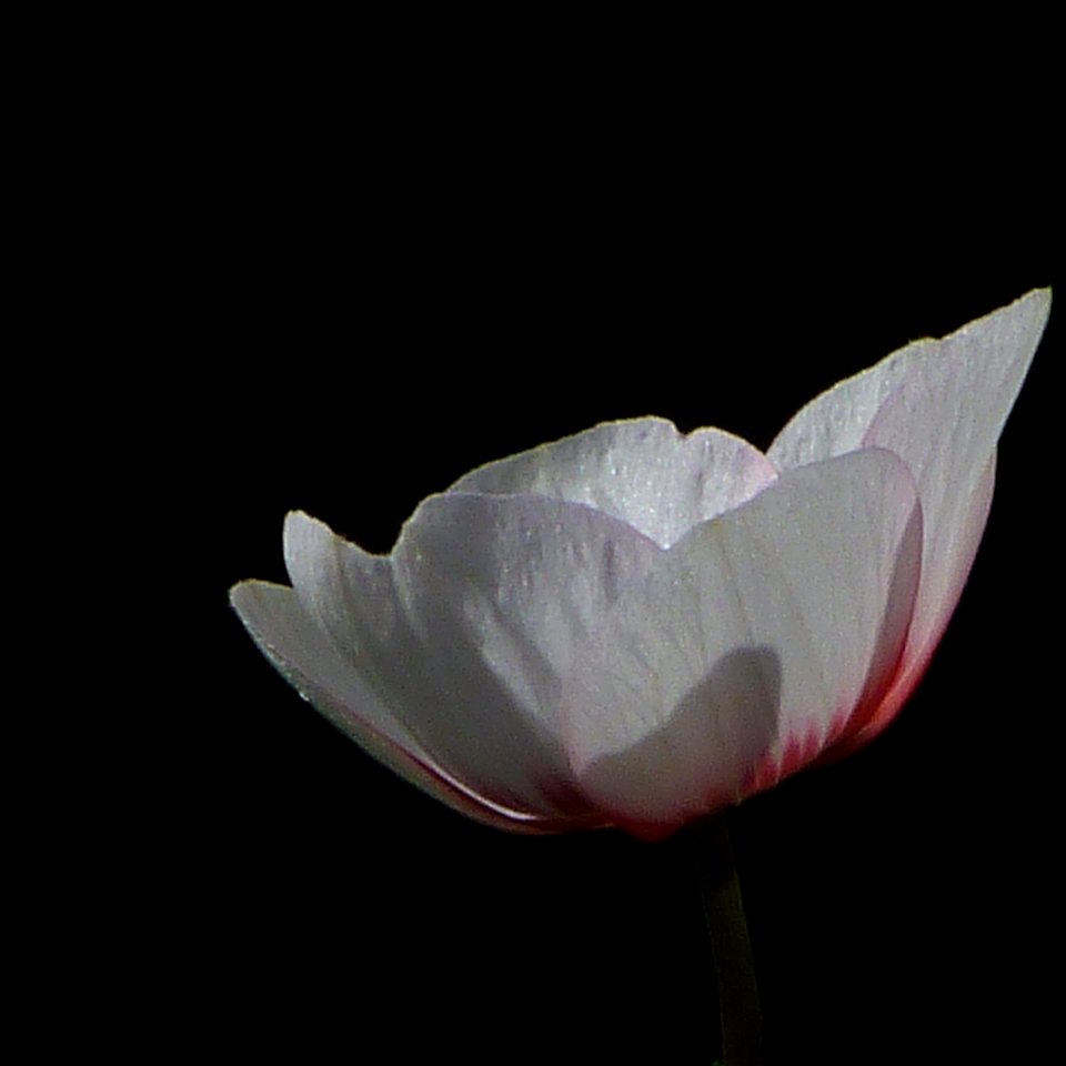 Flower, White, Plant, Flowering Plant