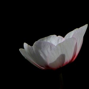 Flower, White, Plant, Flowering Plant