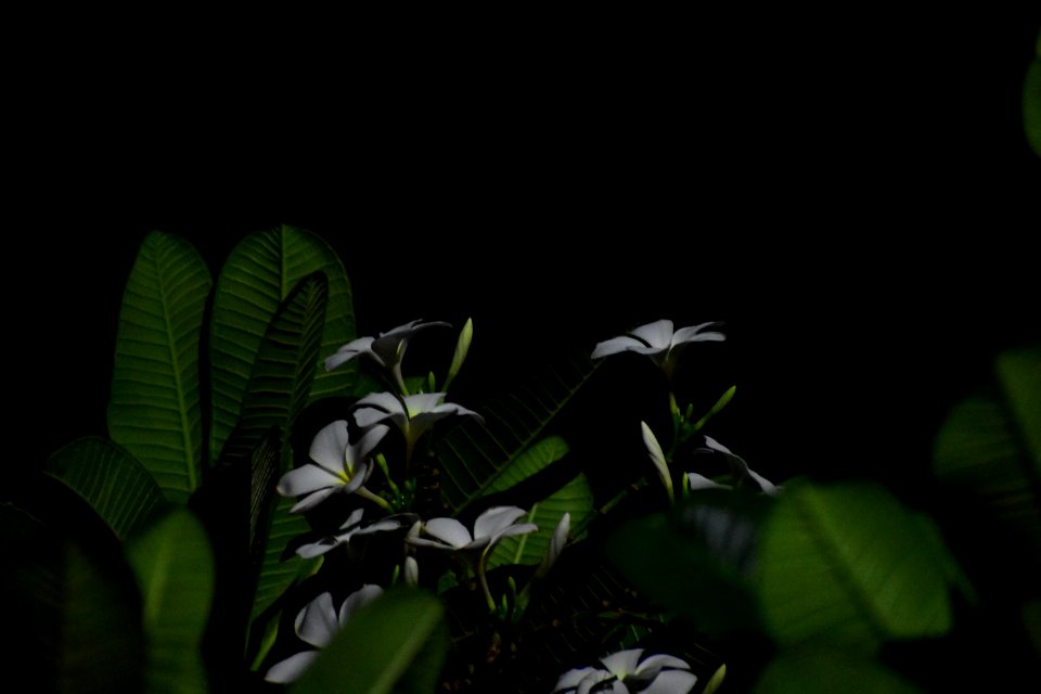 Leaf, Vegetation, Plant, Flora
