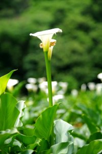 Flower, Plant, Flora, Leaf