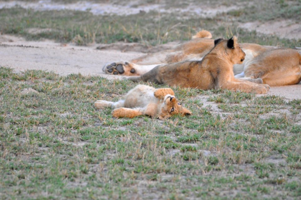 Wildlife, Mammal, Fauna, Ecosystem