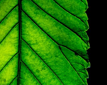 Leaf, Green, Deciduous, Plant