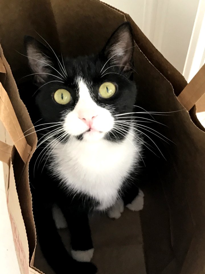 Cat, Whiskers, Small To Medium Sized Cats, Cat Like Mammal