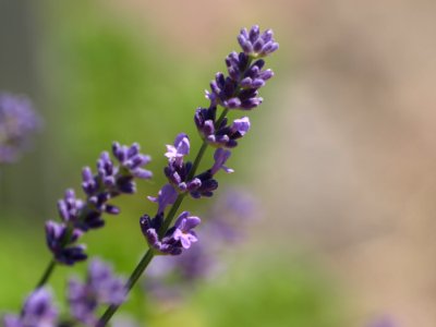 English Lavender, Lavender, Flower, Plant