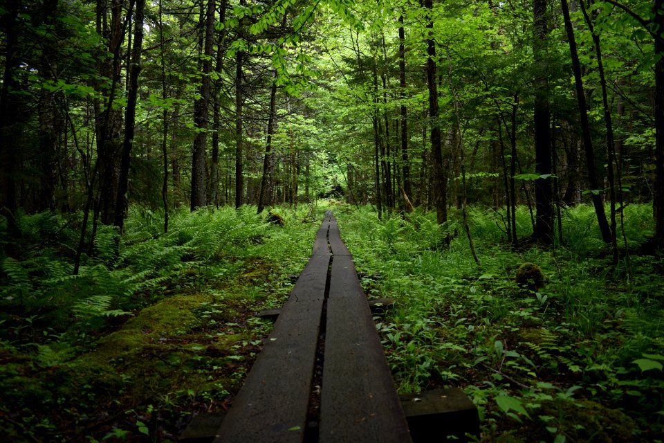 Forest, Path, Woodland, Nature