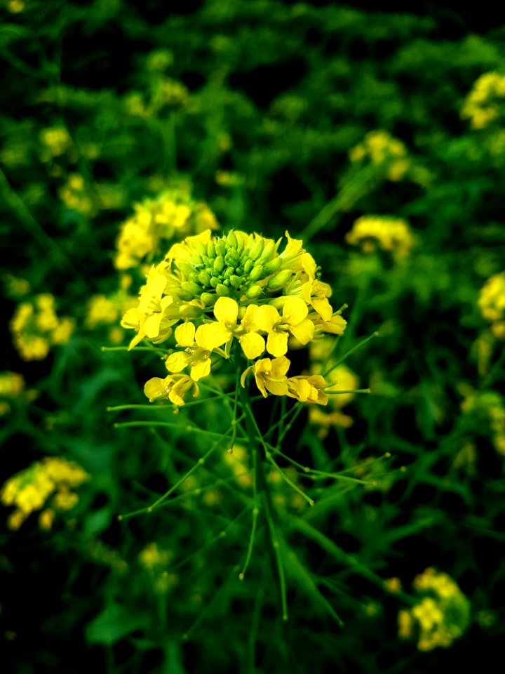 Yellow, Mustard Plant, Flower, Flora
