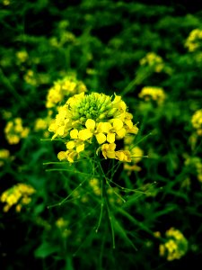 Yellow, Mustard Plant, Flower, Flora