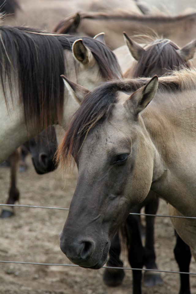 Horse, Mane, Horse Like Mammal, Fauna
