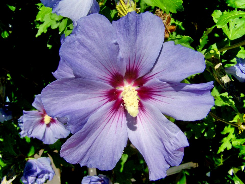 Flower, Plant, Hibiscus, Flowering Plant