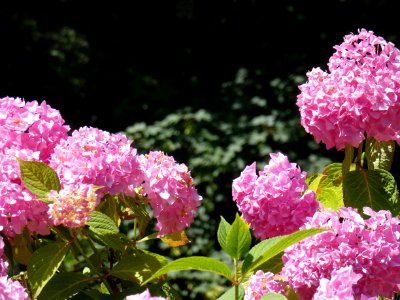 Flower, Plant, Pink, Hydrangea