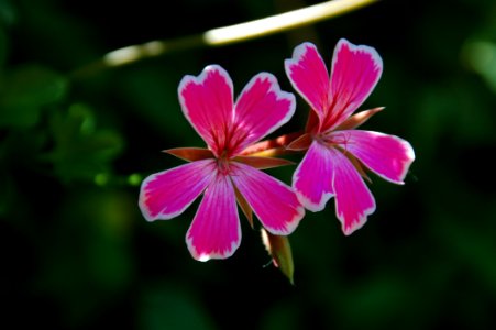 Flower, Plant, Flora, Flowering Plant photo