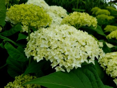 Plant, Flower, Hydrangea, Flowering Plant
