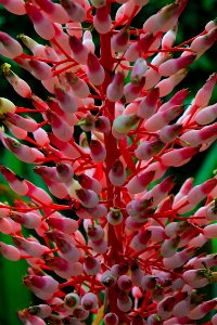 Plant, Flora, Flower, Pink