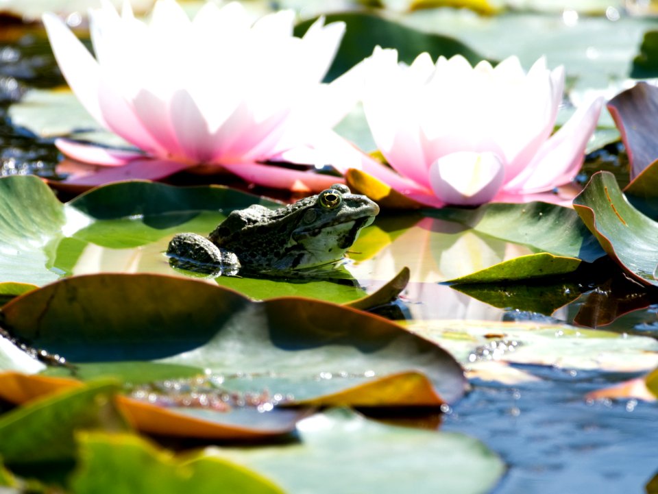 Water, Flower, Flora, Leaf