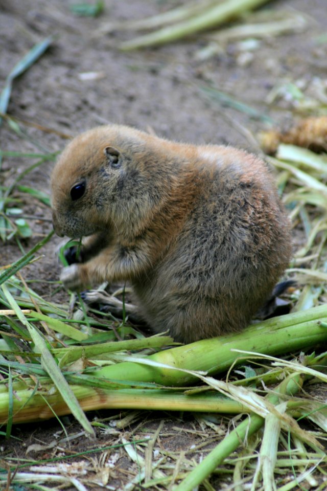 Mammal, Fauna, Prairie Dog, Rodent