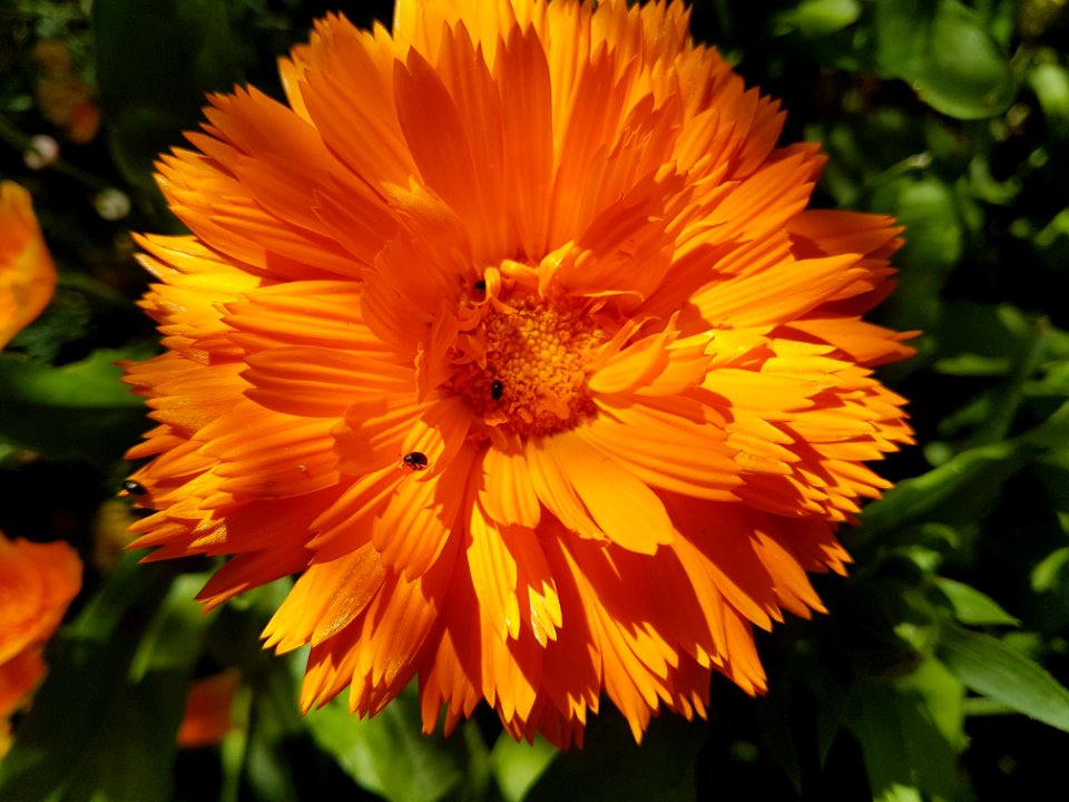 Flower, Yellow, Calendula, Flora
