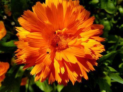 Flower, Yellow, Calendula, Flora