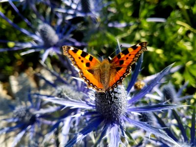 Butterfly, Moths And Butterflies, Lycaenid, Brush Footed Butterfly photo