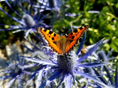 Butterfly, Moths And Butterflies, Lycaenid, Brush Footed Butterfly