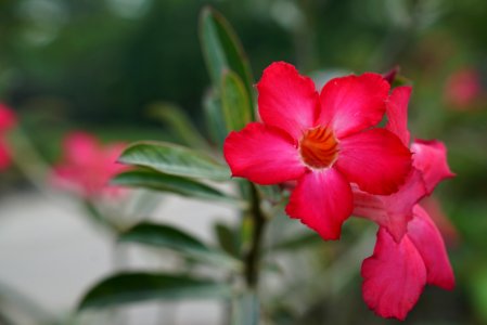 Flower, Plant, Pink, Flora