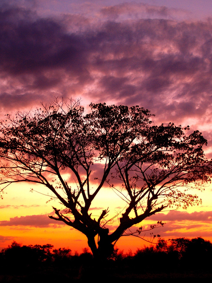 Tree silhouette black forest silhouette sky