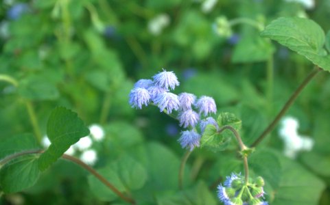 Plant, Flower, Nepeta, Herb photo