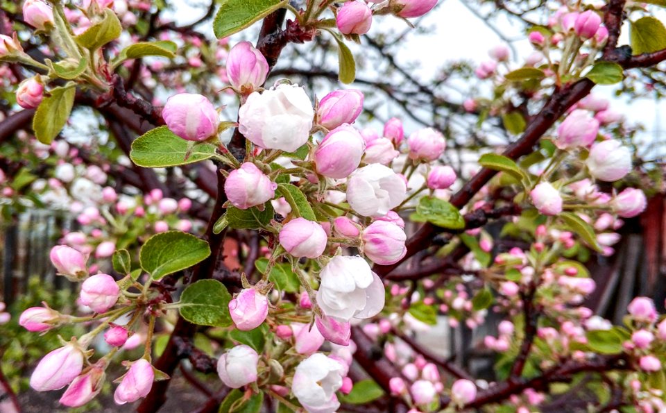 Plant, Blossom, Spring, Branch
