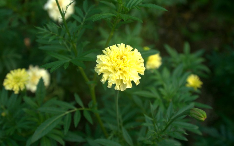 Flower, Plant, Subshrub, Shrub