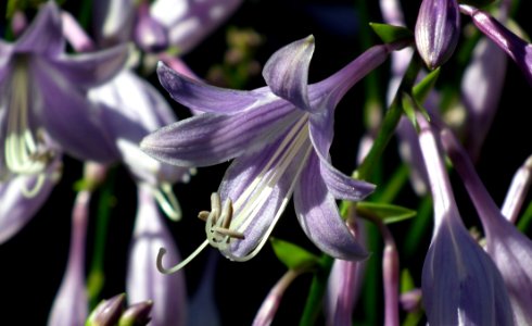 Flower, Plant, Flora, Purple photo