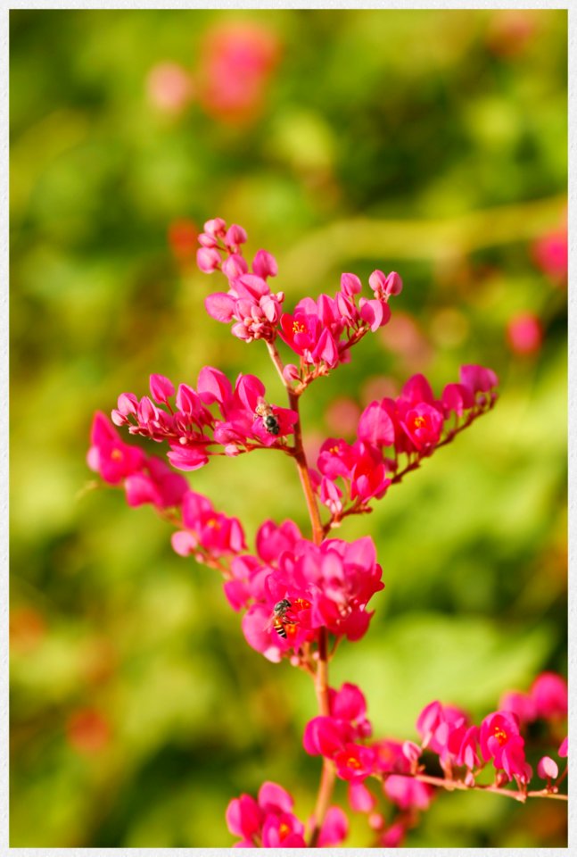 Pink, Flower, Plant, Flora photo