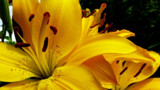 Flower, Lily, Yellow, Plant photo