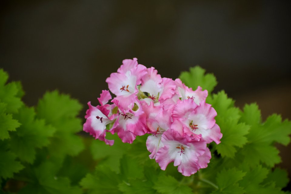 Flower, Pink, Plant, Flora