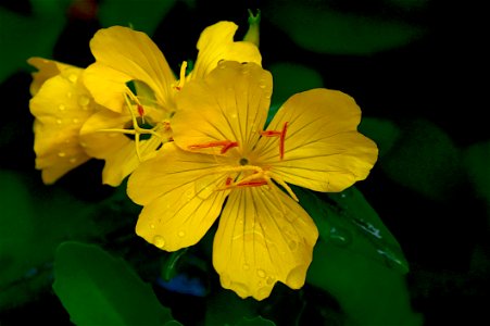Flower, Yellow, Flora, Evening Primrose photo