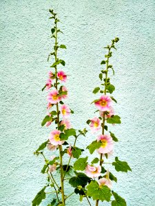 Flower, Flowering Plant, Plant, Hollyhocks