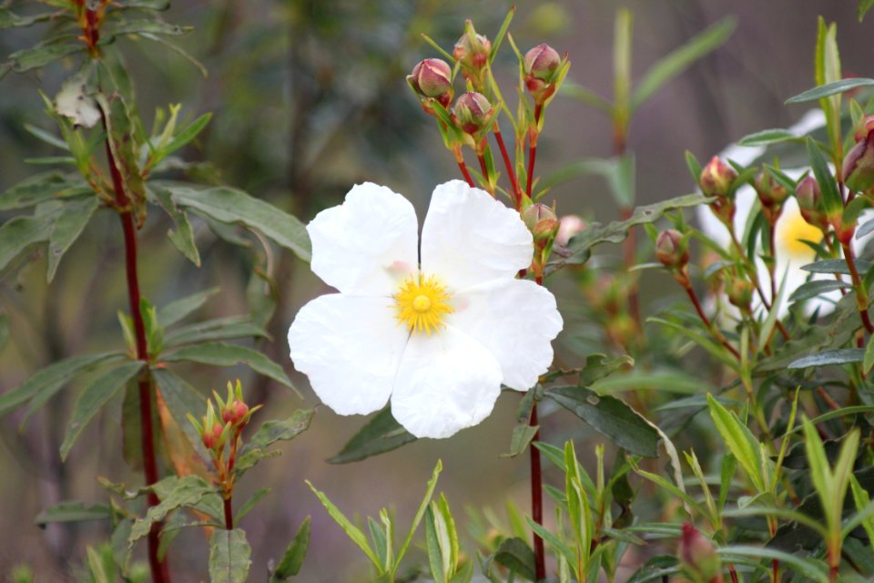 Plant, Flower, Rose Family, Flora