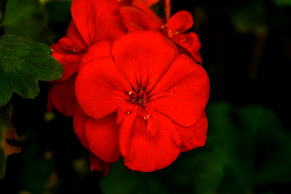 Flower, Petal, Wildflower, Close Up