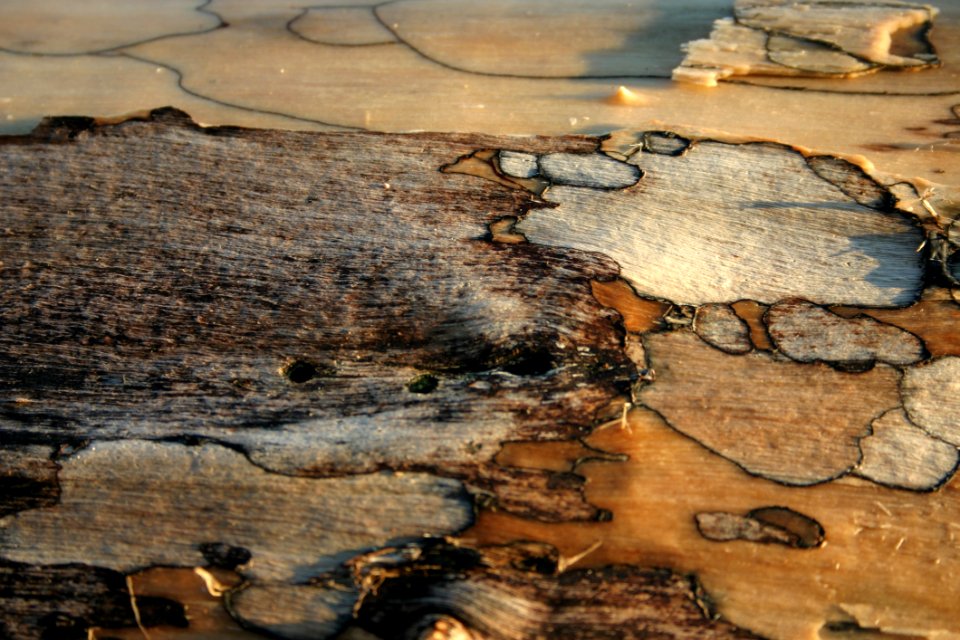 Wood, Geology, Rock, Bedrock