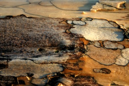 Wood, Geology, Rock, Bedrock photo