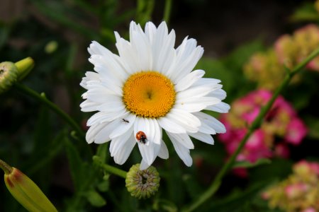 Flower, Oxeye Daisy, Flora, Plant