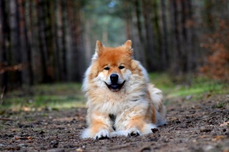 Dog, Dog Like Mammal, Dog Breed, German Spitz Mittel photo