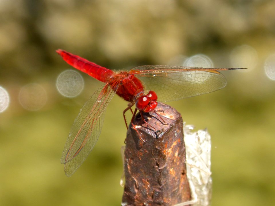 Dragonfly, Insect, Dragonflies And Damseflies, Invertebrate