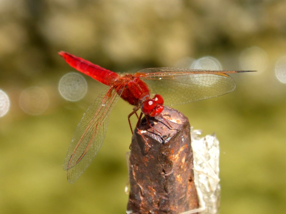 Dragonfly, Insect, Dragonflies And Damseflies, Invertebrate photo