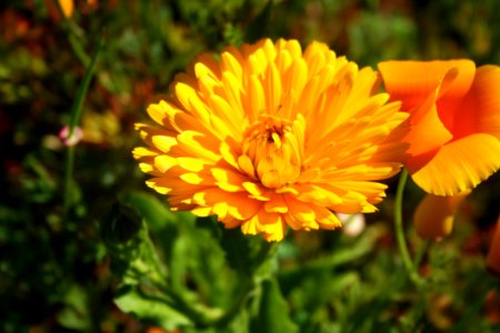 Flower, Yellow, Calendula, Nectar photo