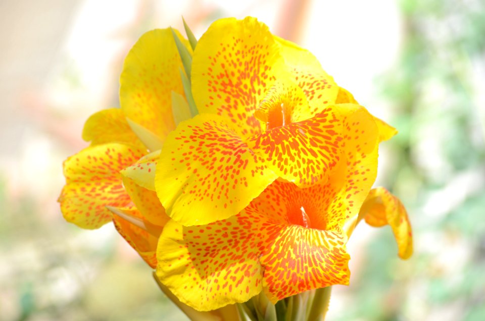 Flower, Yellow, Flora, Flowering Plant